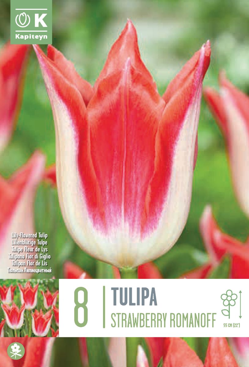 Tulipan 'Strawberry Romanoff', Liljeblomstrende - 8 stk