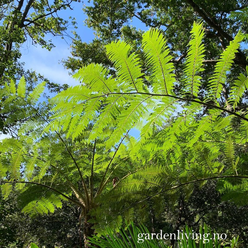 Trebregne - Dicksonia antarctica