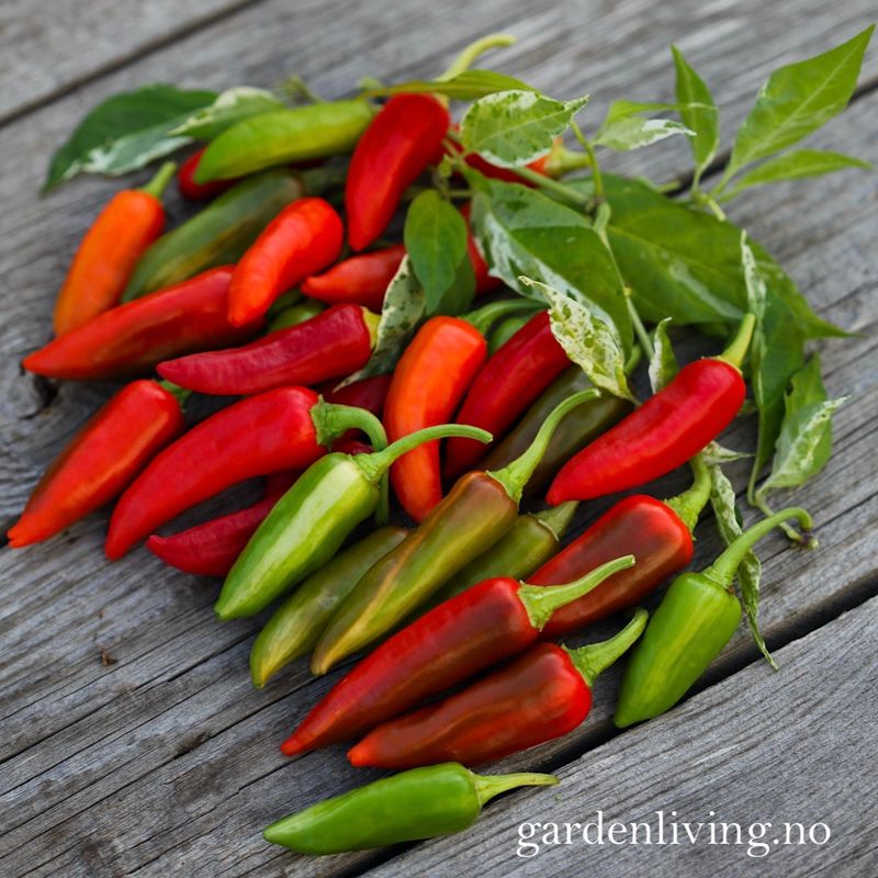 Chilipepper 'Fish Pepper' - Capsicum annuum 