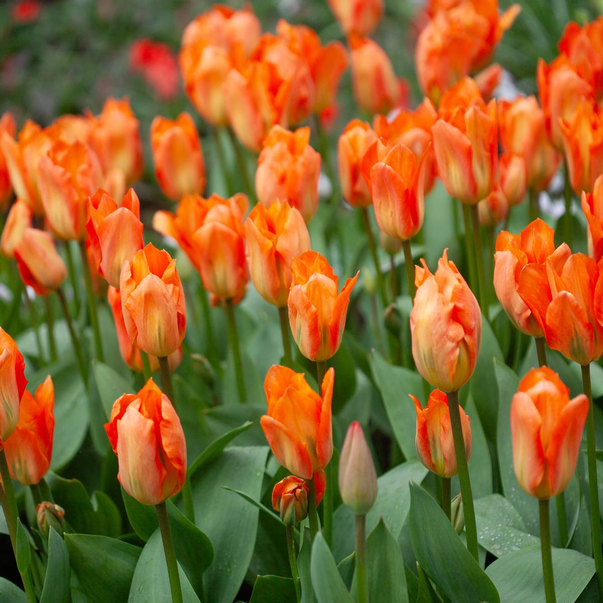 Tulipan 'Orange Emperor', fosterianahybrid - 10 stk