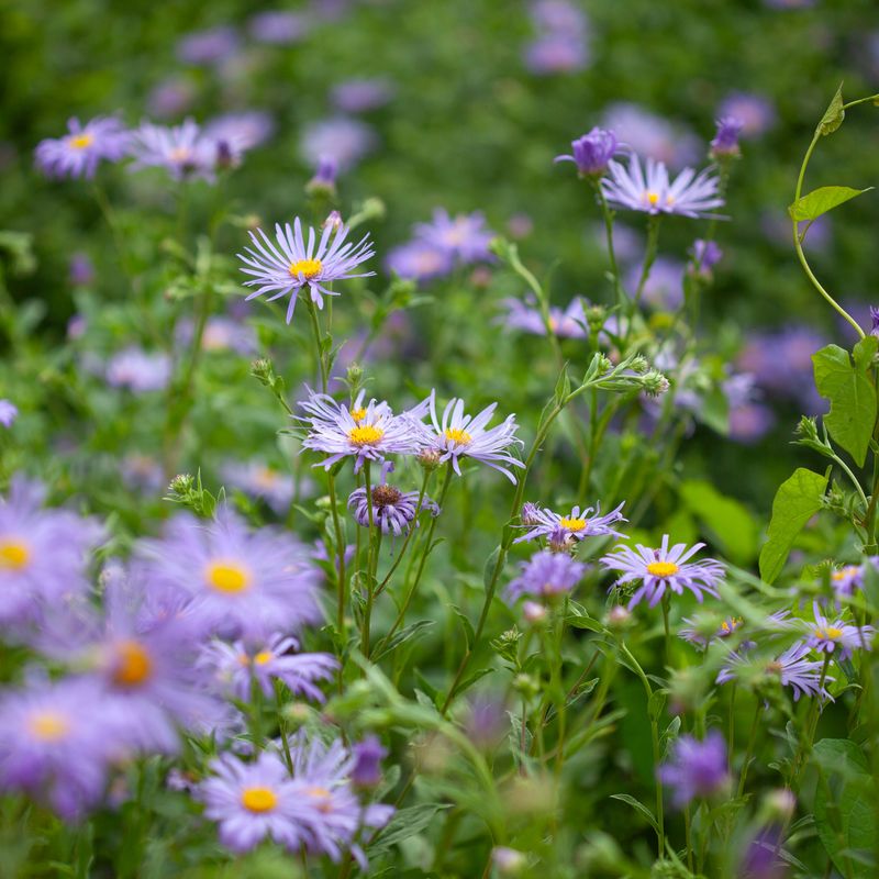 Aster x frikartii ’Mönch’