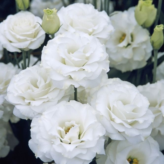 Hovedbilde Lisianthus 'Croma Silky White' F1 - Eustomia grandiflora