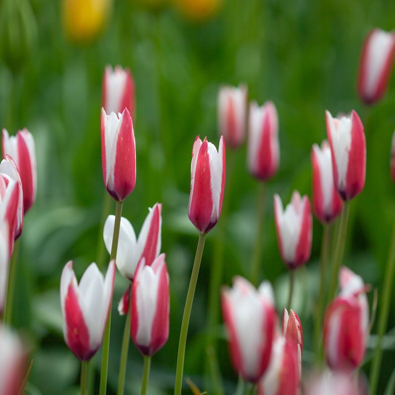 Clusiustulipan 'Peppermintstick' - Tulipa clusiana - 6 stk