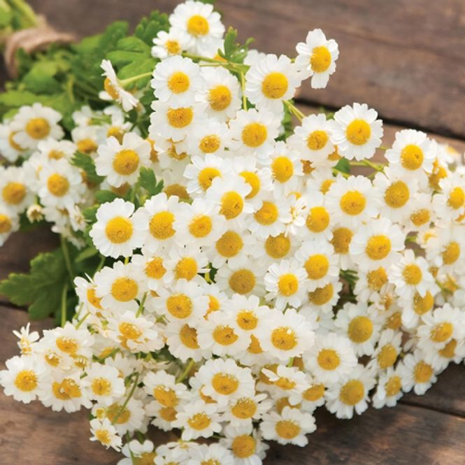 Hovedbilde Matrem 'Magic Single' - Tanacetum parthenium