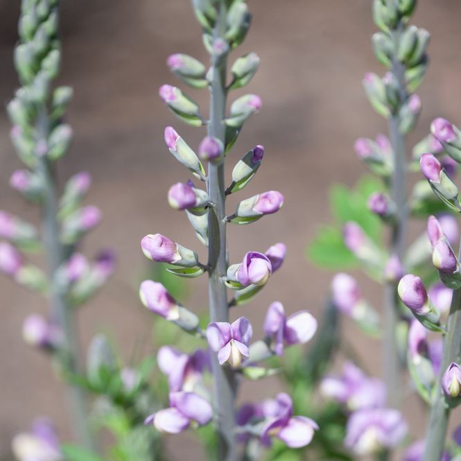 Hovedbilde Fargeskolm 'Violet Dusk' ® - Baptisia XL