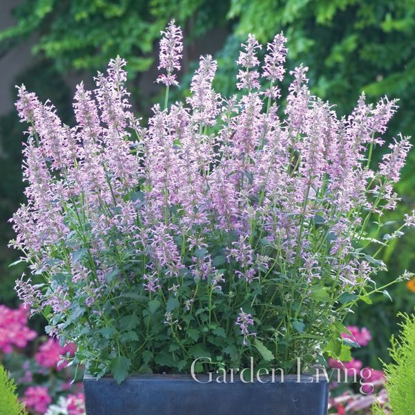 Hovedbilde Anisisop 'Rose Mint’ - Agastache pallidiflora var. ...