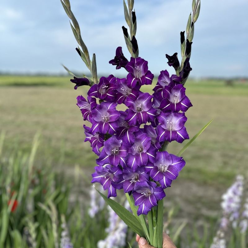 Gladiol 'Hallowy' - Gladiolus, 10 stk.