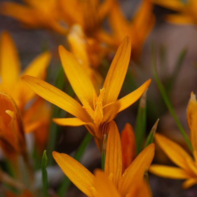 Hovedbilde Krokus 'Orange Monarch' - Crocus - 10 stk