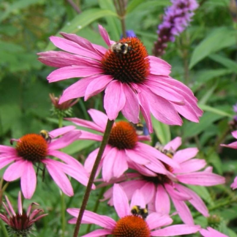 Purpursolhatt 'Magnus' - Echinacea purpurea 