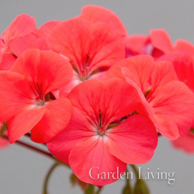 Pelargonium 'Horizon Shadow Rosy Glow' F1