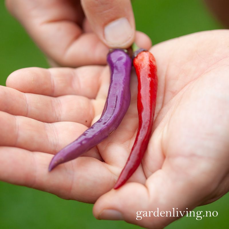 Chilipepper 'Buena Mulata' - Capsicum annuum