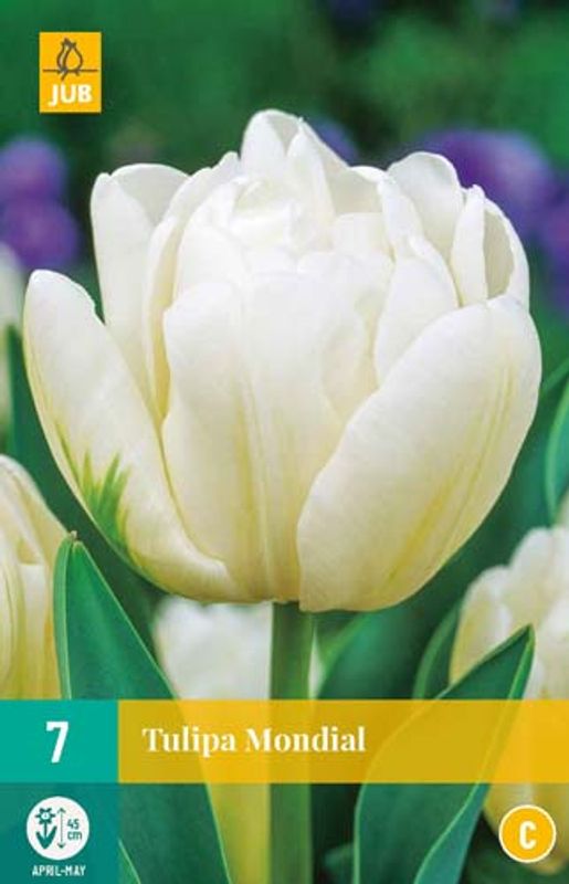 Tulipan 'Mondial', Tidlig enkel - 7 stk