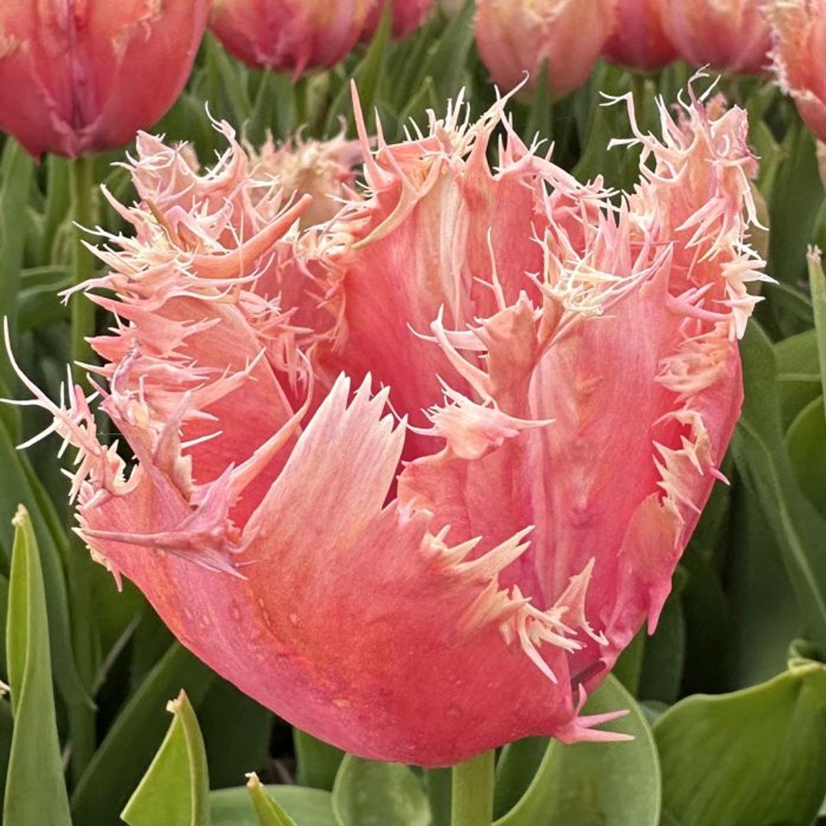 Tulipan 'Paleis Het Loo', frynsetulipan - 10 stk