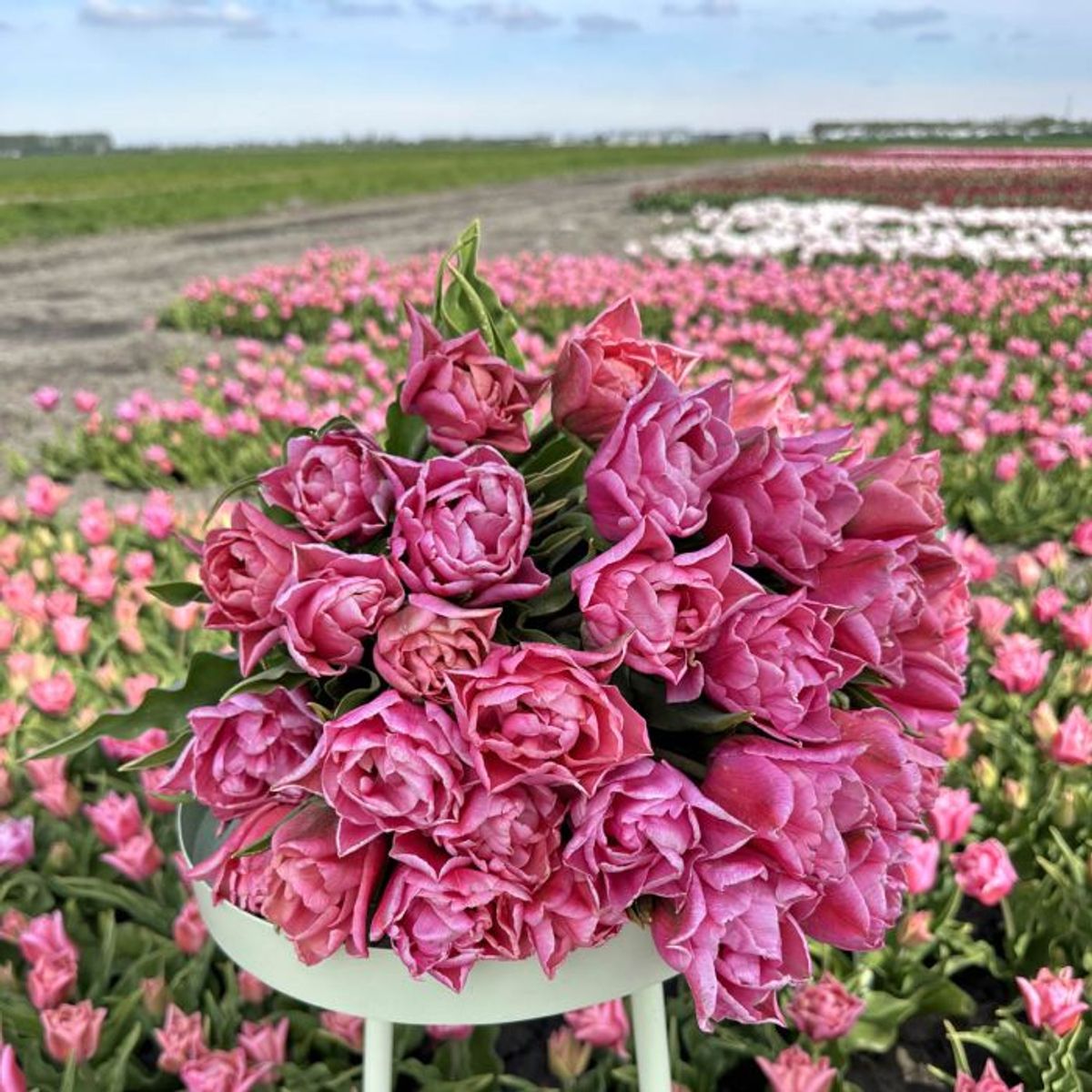Tulipan 'Touchstone', sen dobbel - 10 stk