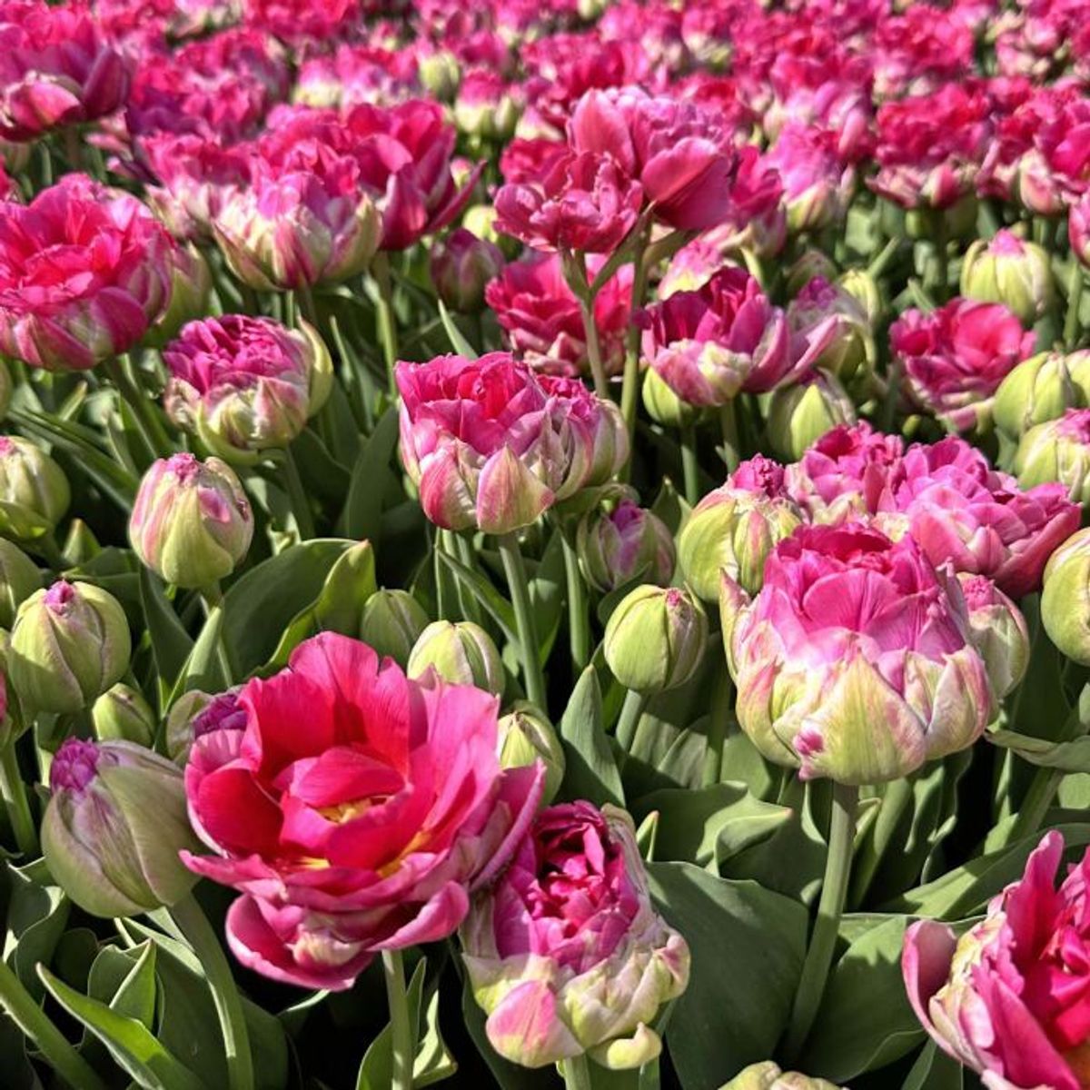 Tulipan 'Wicked in Pink', sen dobbel - 10 stk