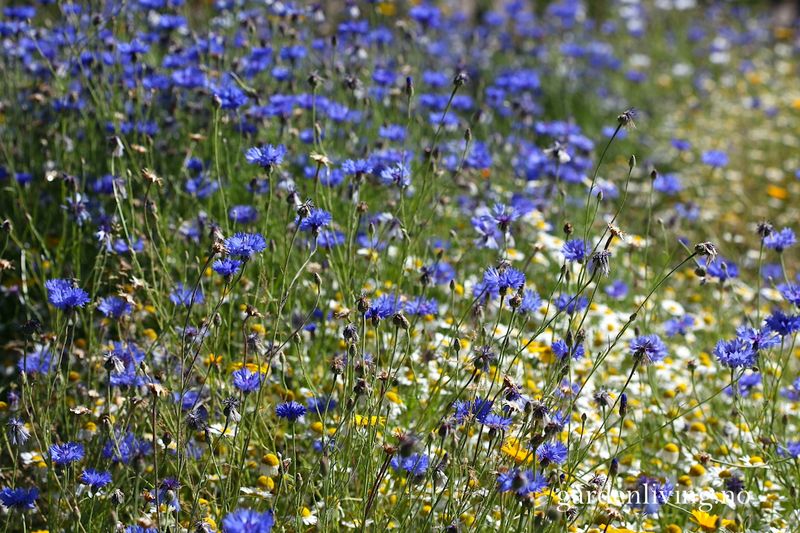 Kornblomst 'Double Blue' - Centaurea cyanus
