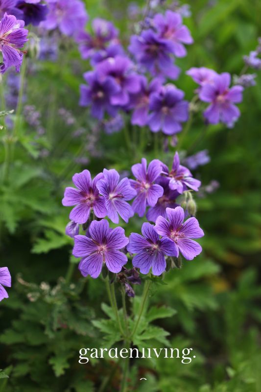 Julistorkenebb 'Rosemoor' - Geranium x magnificum 