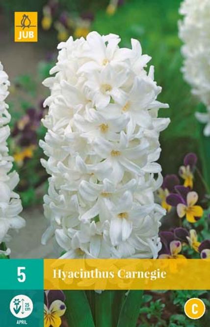 Hovedbilde Svibel 'Carnegie' - Hyacinthus - 5 stk