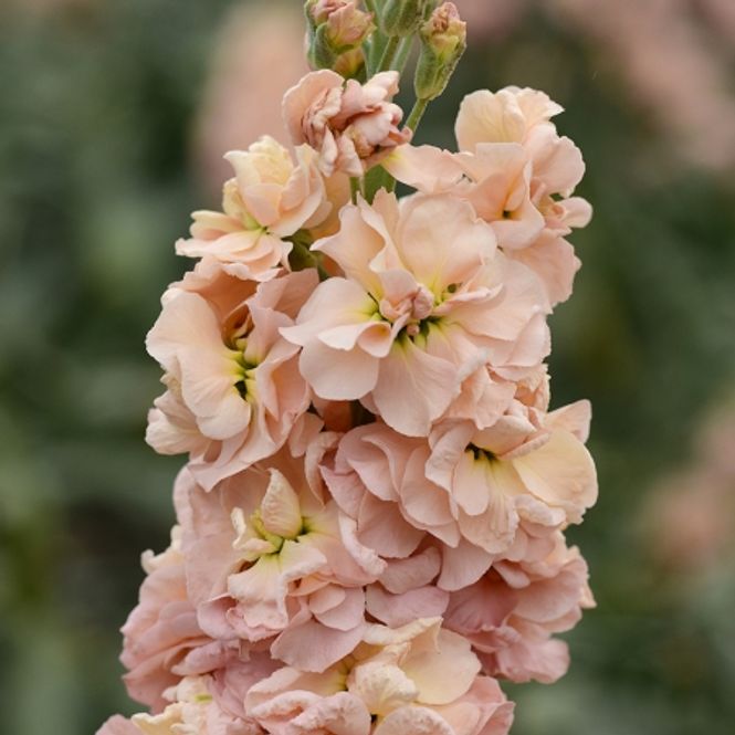 Hovedbilde Levkøy 'Apricot Punch' - Matthiola incana