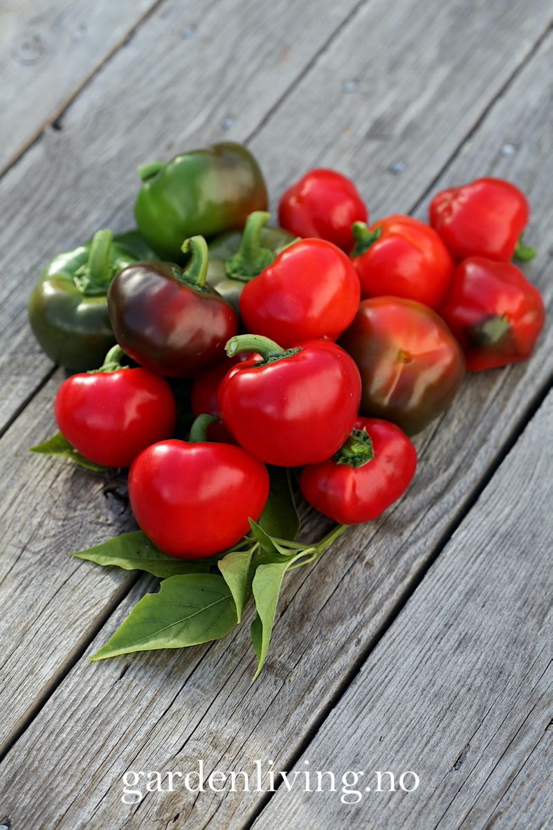 Paprika 'Topepo Rosso' - Capsicum annuum