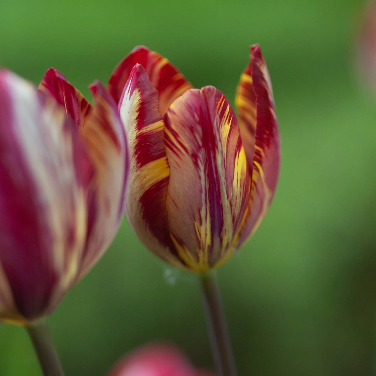 Historisk tulipan 'The Lizard’ - Tulipa - 1 stk