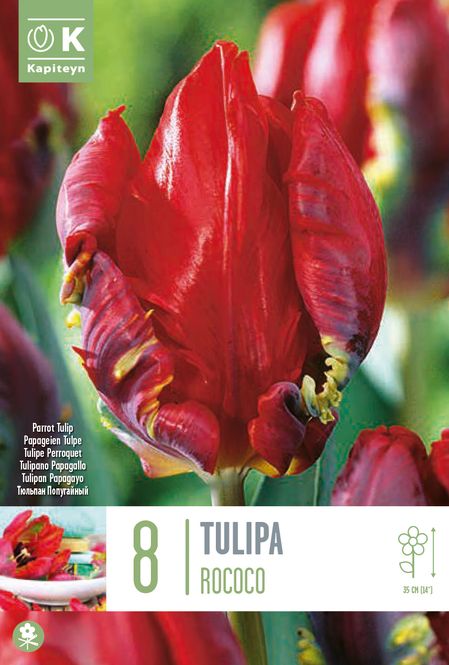 Hovedbilde Tulipan 'Rococo', papegøyeblomstrende - 8 stk