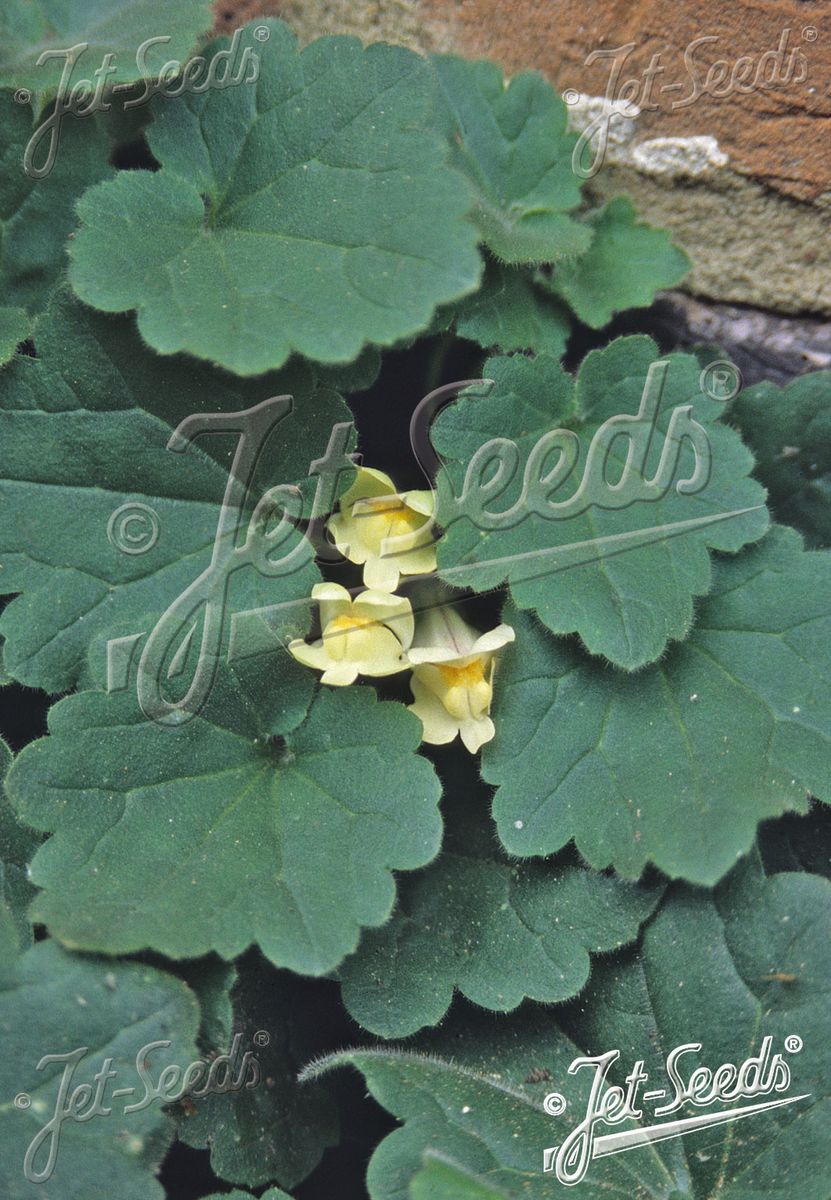 Asarina procumbens