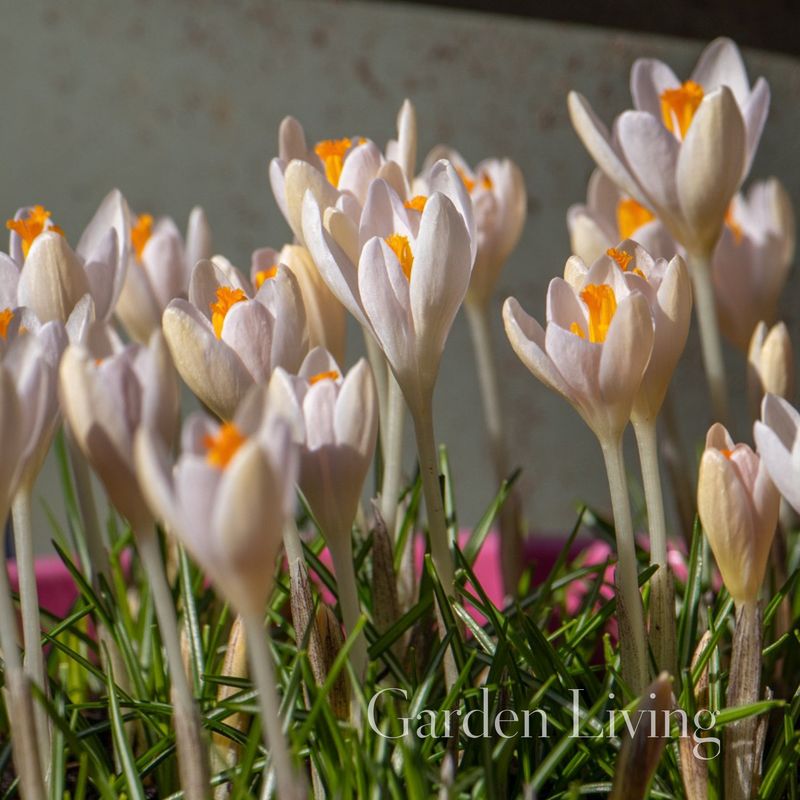 Snøkrokus 'Barr's White' - Crocus tommasinianus - 10 stk