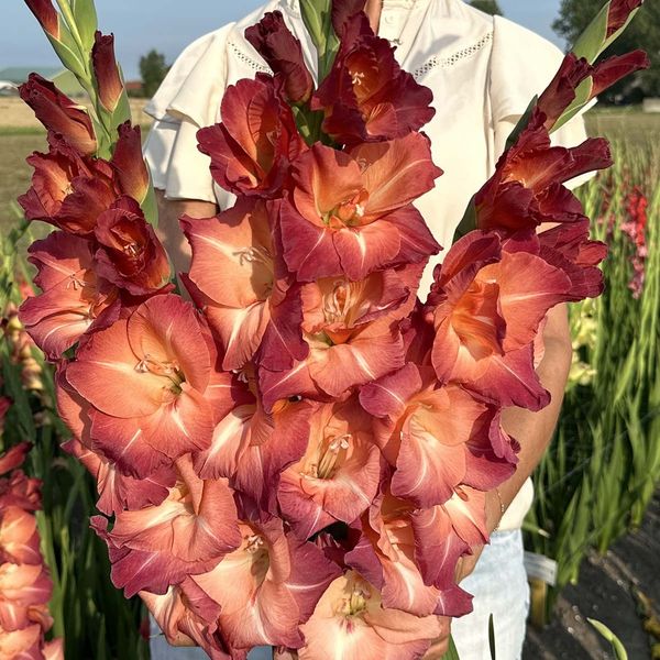 Hovedbilde Gladiol 'Ocaso' - Gladiolus, 10 stk.