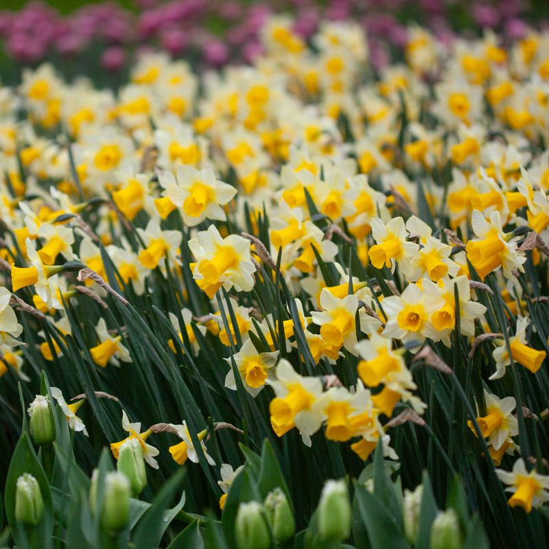 Påskelilje 'Golden Echo’ - 10 stk