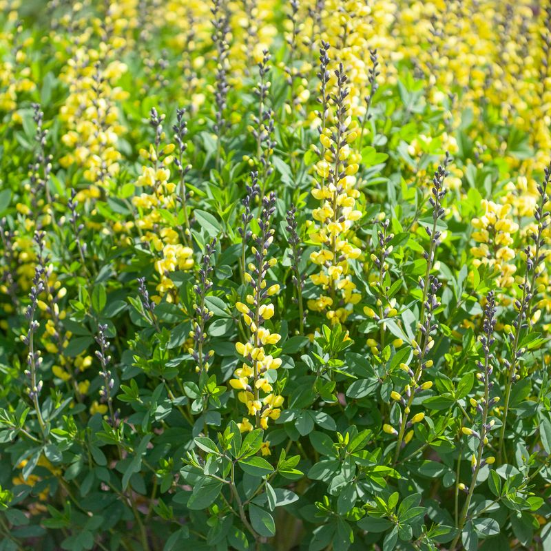 Fargeskolm 'Lemon Meringue' - Baptisia