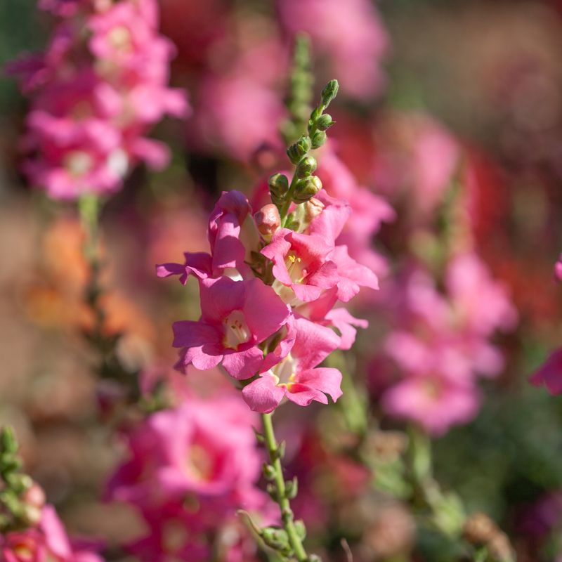 Løvemunn 'Chantilly Pretty In Pink’ F1 - Antirrhinum majus