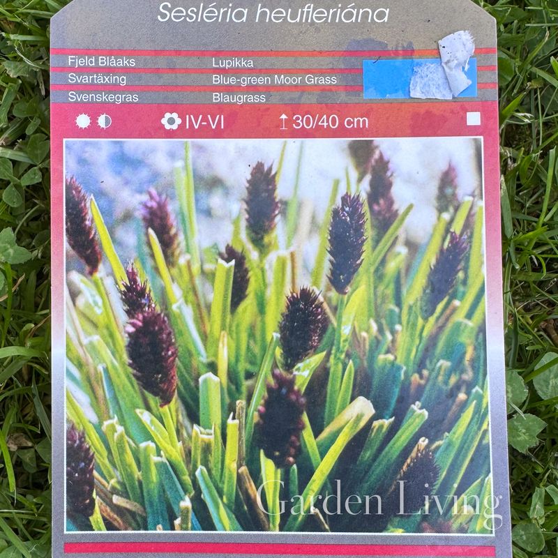 Heufler-sesleria - Sesleria heufleriana
