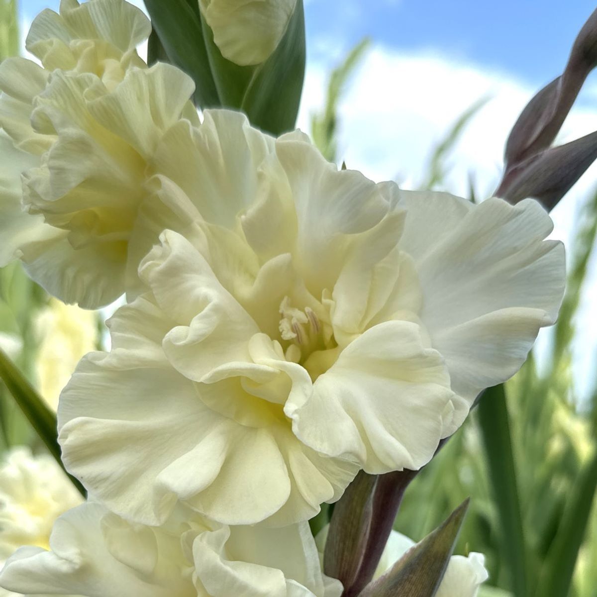 Gladiol 'Sweet Chrystal' - Gladiolus, 10 stk.