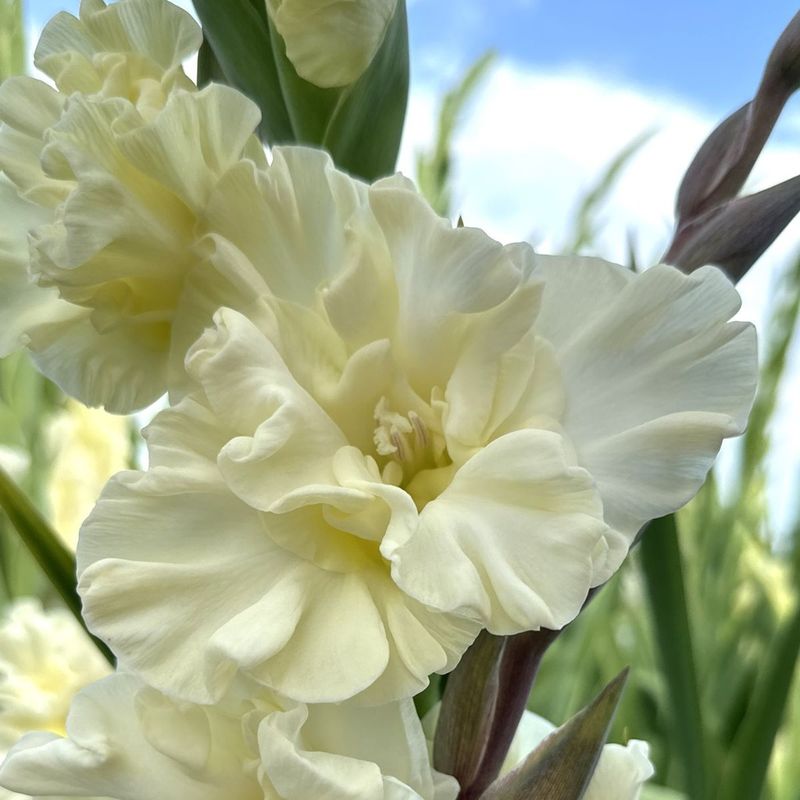 Gladiol 'Sweet Chrystal' - Gladiolus, 10 stk.