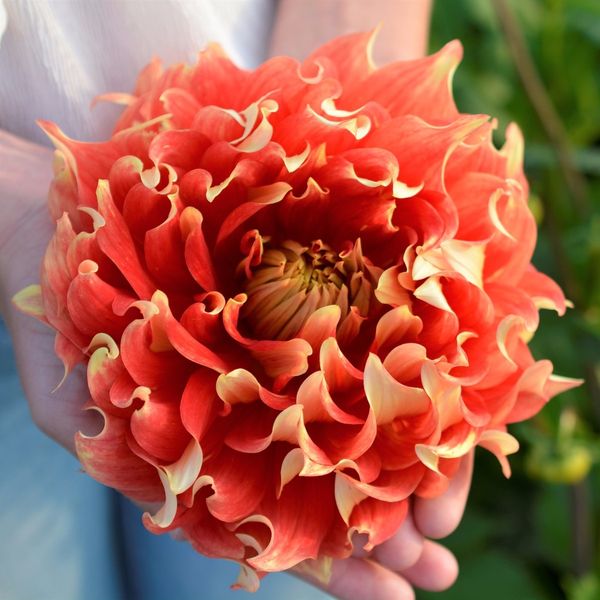 Hovedbilde Georgine 'Nick Sr' - Dahlia x cultorum, 1 stk.