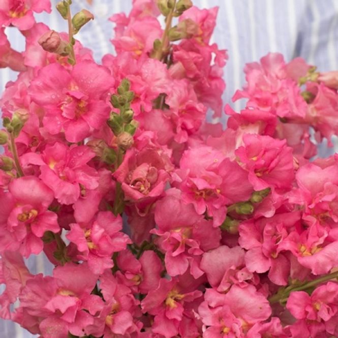 Hovedbilde Løvemunn 'Double Madame Butterfly™ Rose' F1 - Antirr
