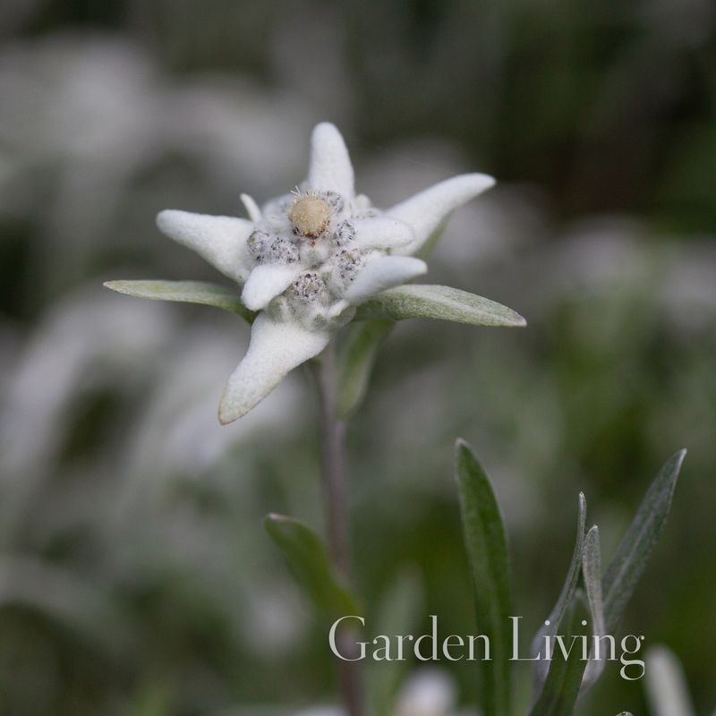 Edelweiss - Leontopodium alpinum