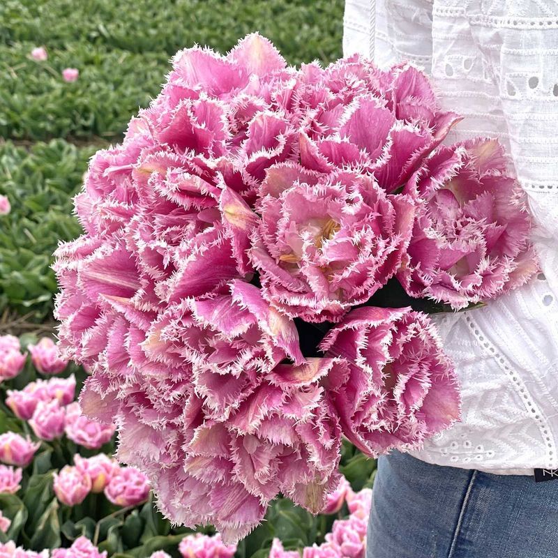 Tulipan 'Perth', frynsetulipan - 10 stk
