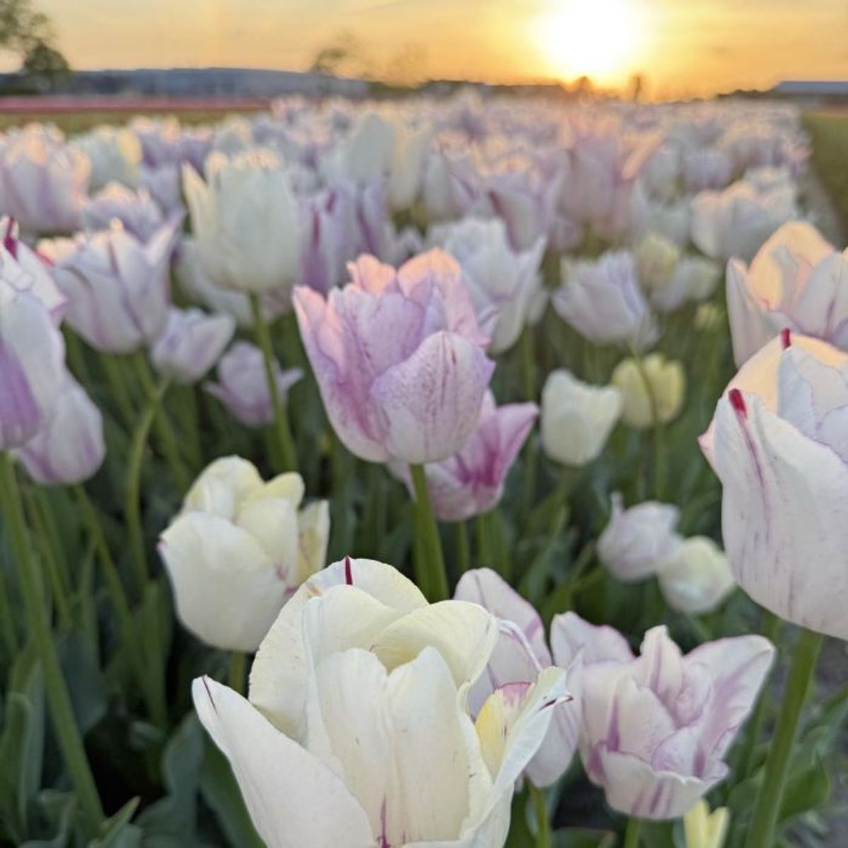 Tulipan 'Pink Frost', tidlig enkel - 10 stk