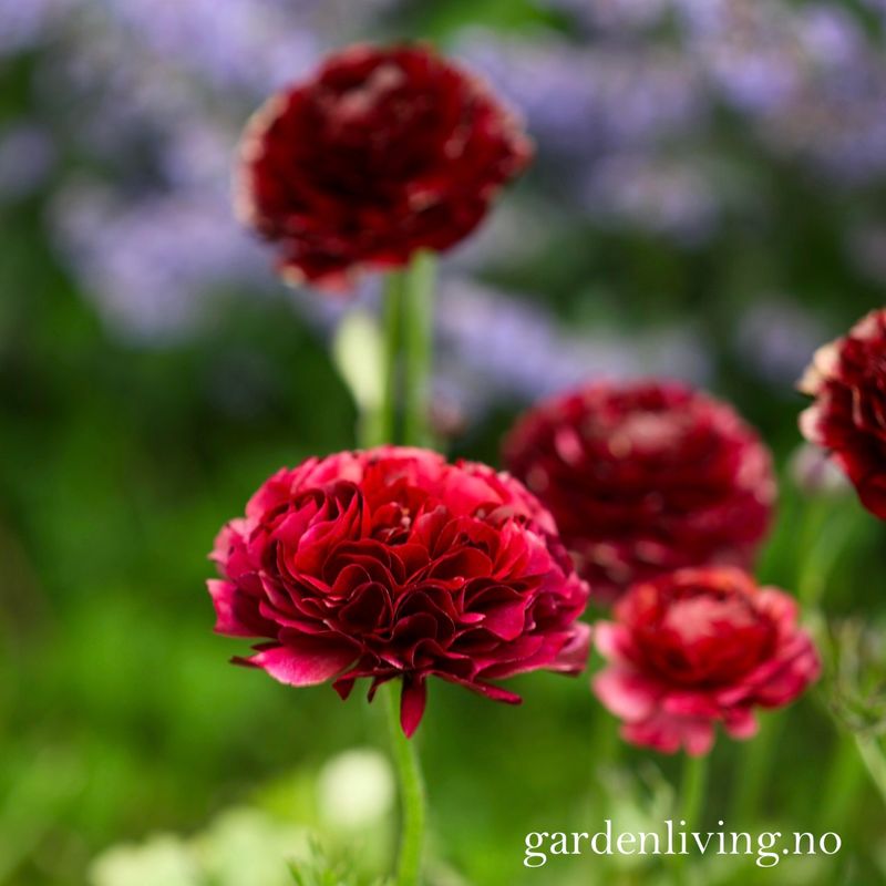 Ranunkler 'Amandine Chocolate' - Ranunculus, 10 stk.