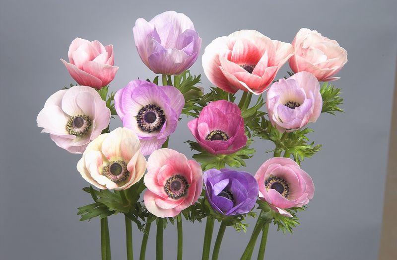 Kronsymre 'Pastel' - Anemone coronaria, 10 stk.