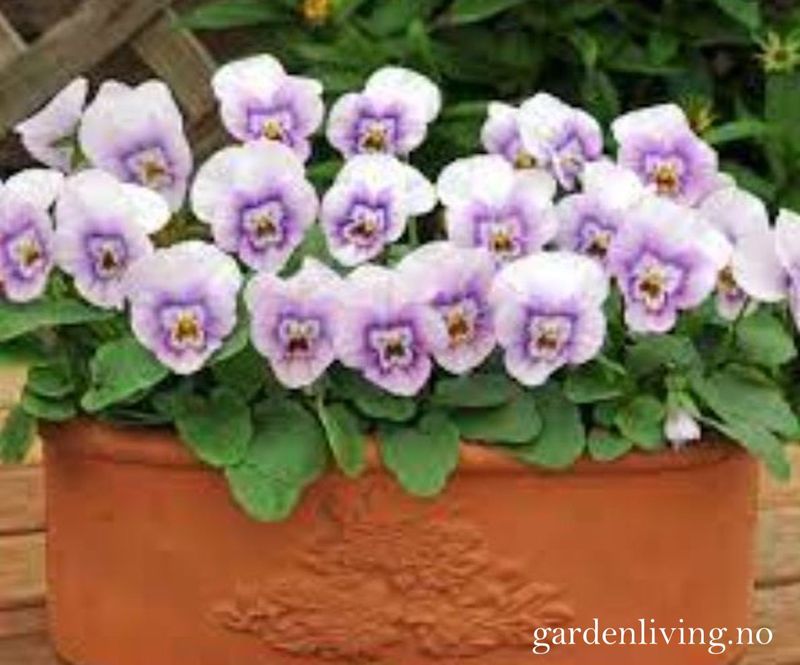 Stemorsblomst 'Sorbet XP Pink Halo', småbl.  - Viola x williamsii