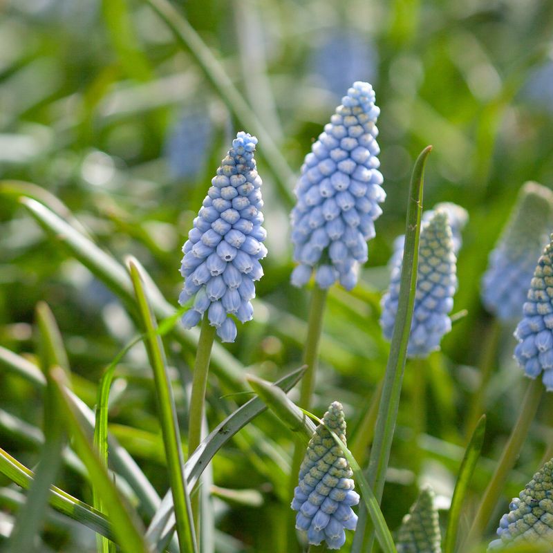 Armeniaperleblomst ’Valerie Finnis’ - Muscari armeniacum