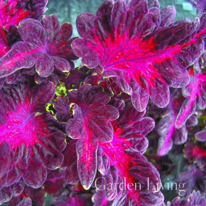 Hovedbilde Praktspragle 'Black Dragon' - Solenostemon blumei 