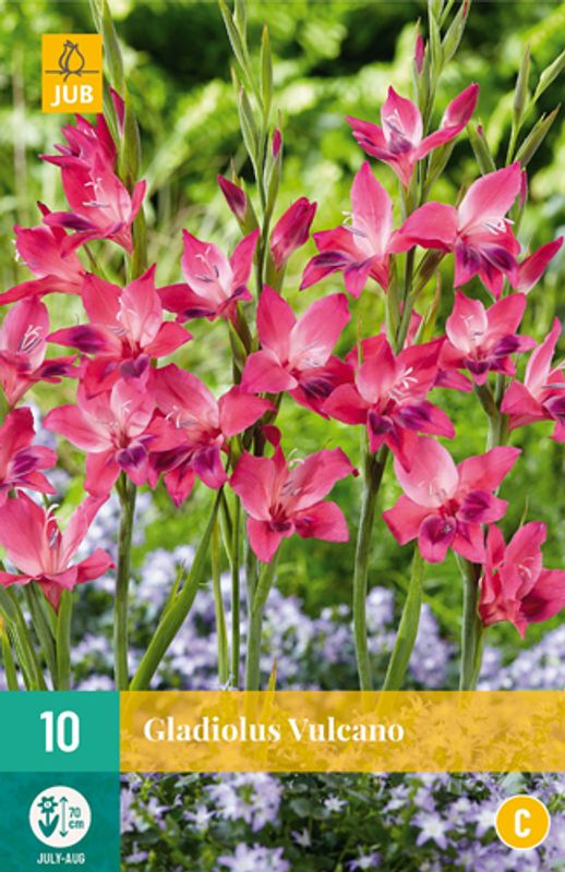 Gladiol, dverg 'Vulcano' - Gladiolus, 10 stk.