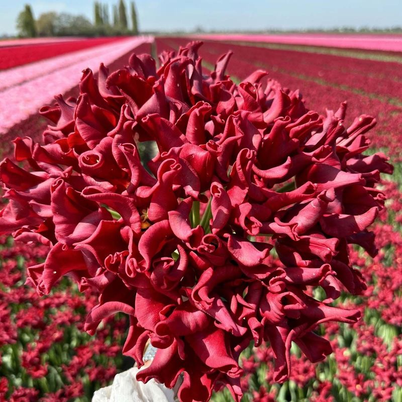 Tulipan 'Red Dress', sen enkel - 10 stk