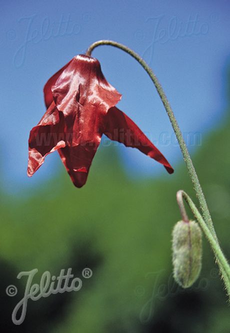 Hovedbilde Valmuesøster - Meconopsis punicea