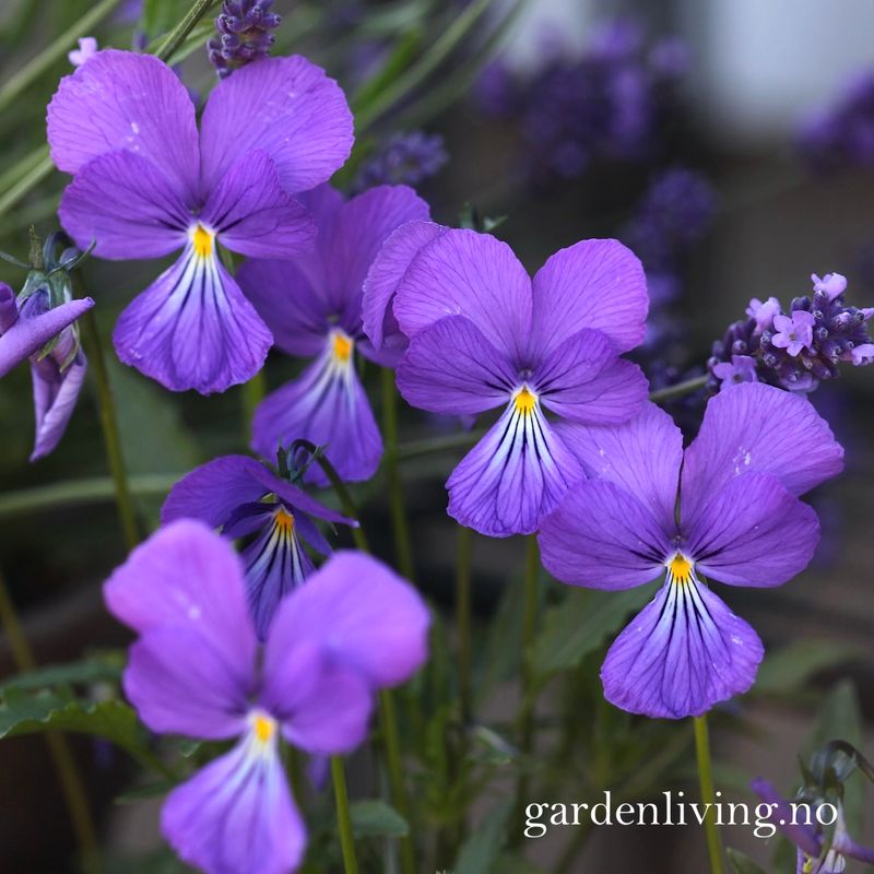 Fiol -  Viola corsica