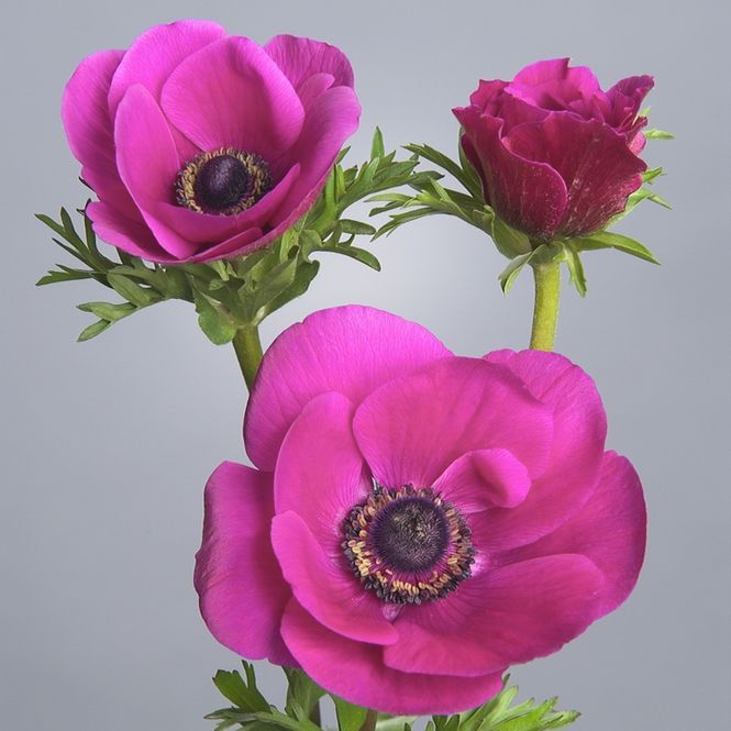 Hovedbilde Kronsymre 'Rose Cyclamen' - Anemone coronaria, 10 stk.